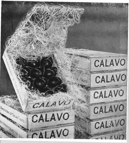Calavo Avocados packed in 1 layer flats