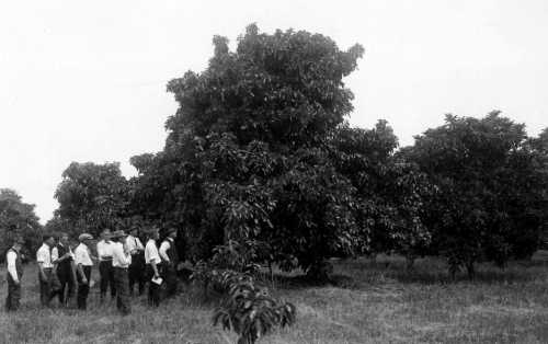 Original Taft avocado tree