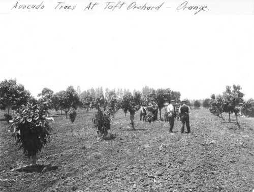 Avocado trees at Taft Orchard