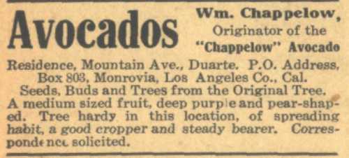 Ad for the Chappelow Avocado variety