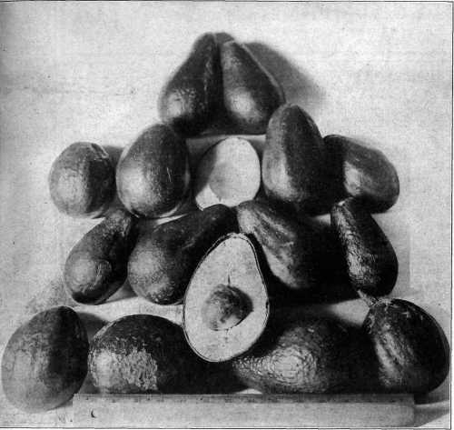 A group of alligator pears