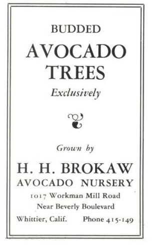 Ad for H. H. Brokaw Avocado Nursery