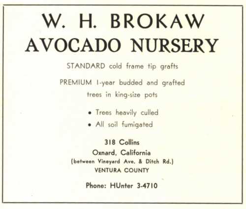 Ad for W. H. Brokaw Avocado Nursery