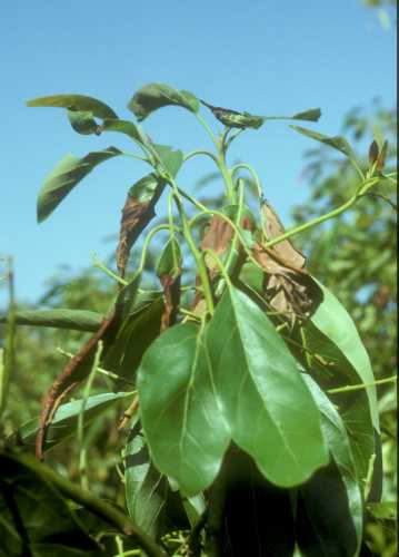 Heat damage to young flush leaves