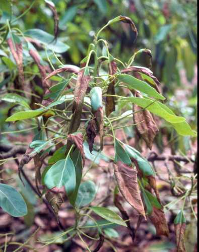 Heat damage to mature leaves