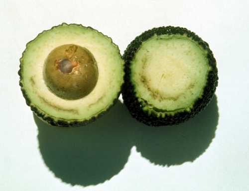 Symptoms of fruit damage due to cold