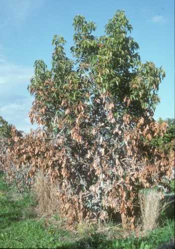 Foliage damage to due frost