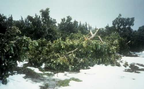 Snow in an avocado orchard