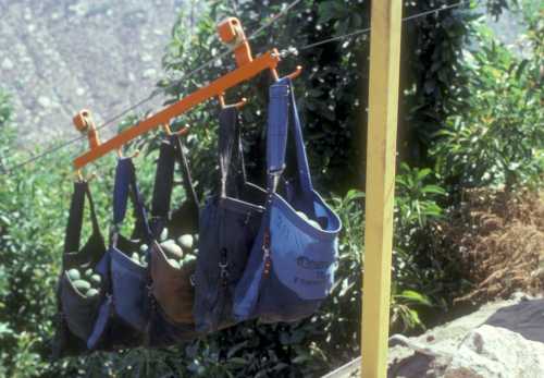 Monorail system in avocado orchard