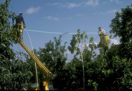 Construction of tree cages