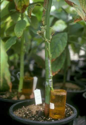 Enhancing flowering of pollen donor parent