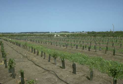 Planting of avocado seedlings for evaluation