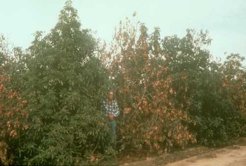 Differences in frost resistance