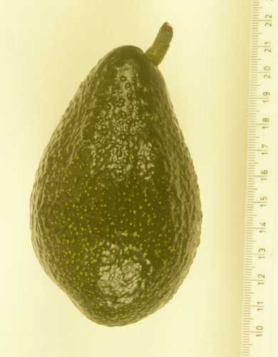 Iriet avocado