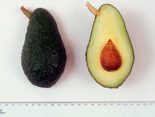 Adi avocado