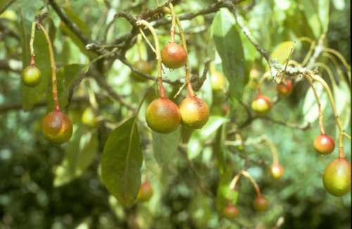 Symptoms (fruit) of Zinc (Zn) deficiency