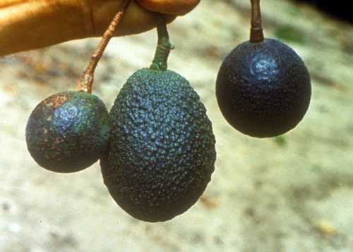 Symptoms (fruit) of Zinc (Zn) deficiency