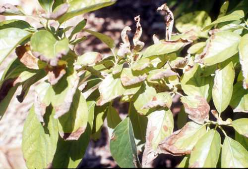 Symptoms (leaf) of iron (Fe) deficiency