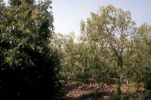 Symptoms (tree) of nitrogen (N) deficiency