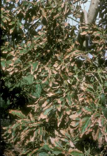 Symptoms (leaf) of salt burn