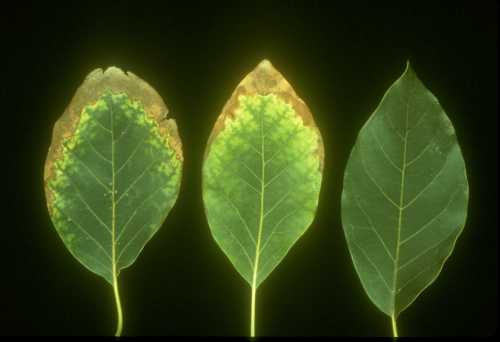 Symptoms (leaf) of chloride (Cl) toxicity