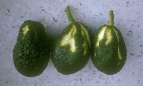 Fruit symptoms due to sunblotch viroid