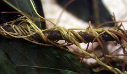 Dodder on avocado branch