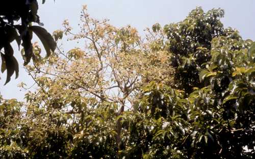 Girdling of avocado to enhance productivity