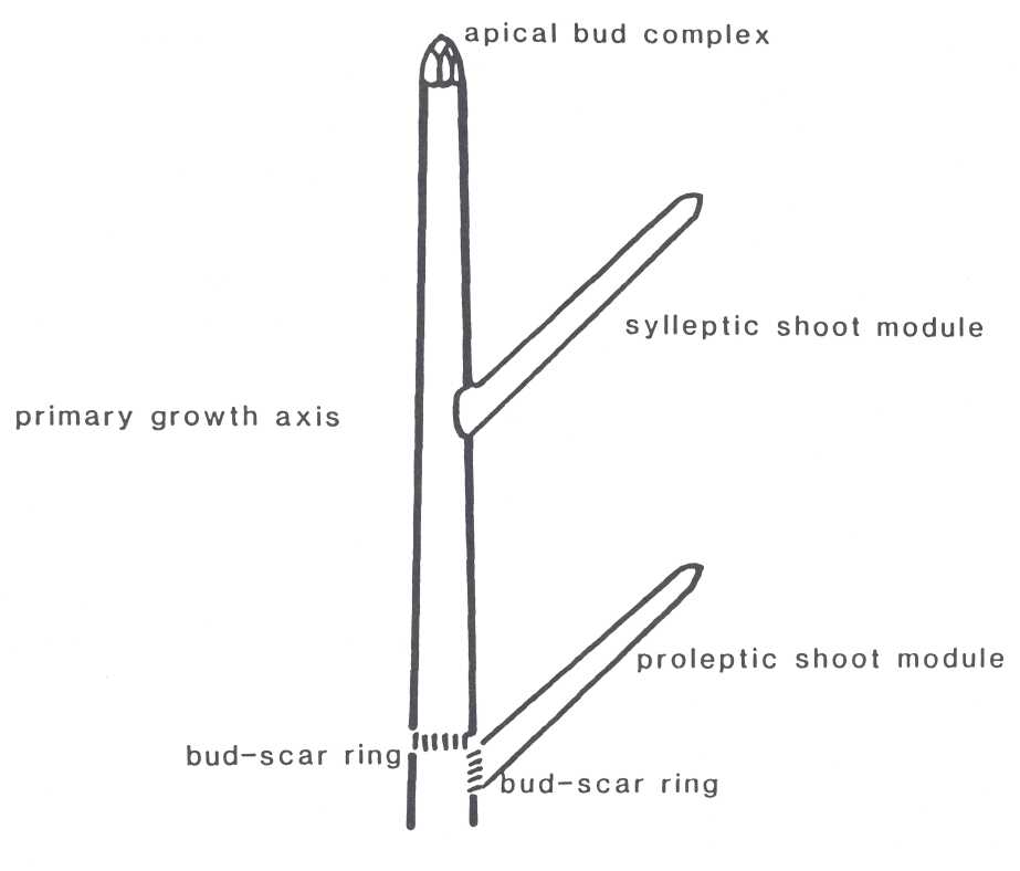 WAC 2 p237-1.jpg