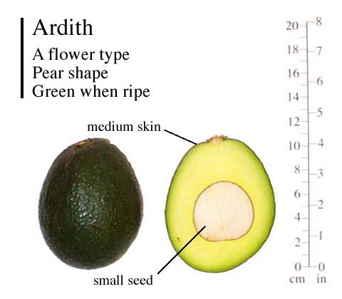 Ardith photo