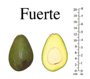 Fuerte photo