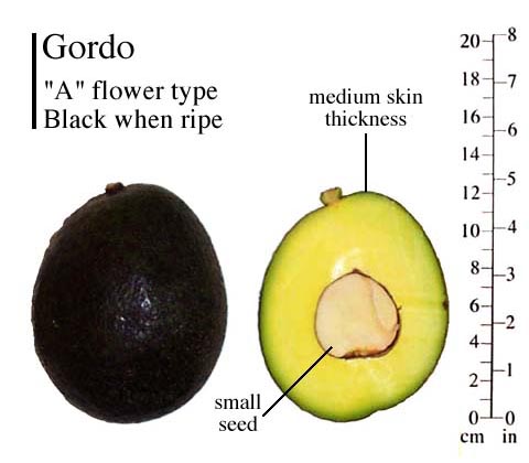 Gordo photo