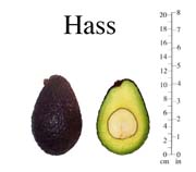 Hass photo