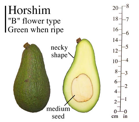 Horshim photo
