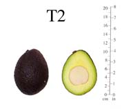 T2 photo