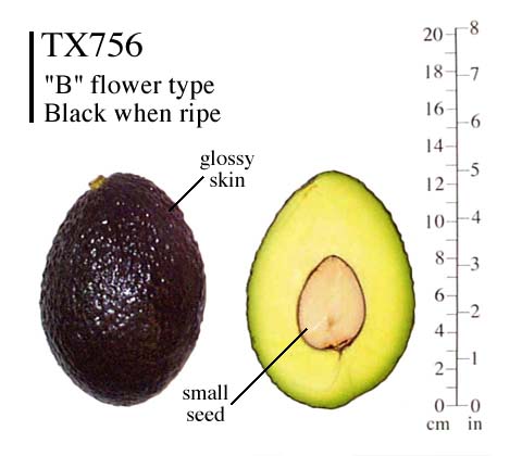 TX756 photo