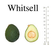 Whitsell photo