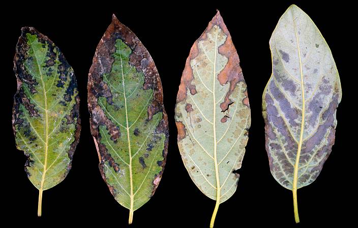 Normal leaves: Na-0.01% Cl-0.05% Zn-89 ppm Fe 84 ppm Na-0.04% Cl-0.04% Zn-265 ppm Fe-212 ppm Jewett, Ventura