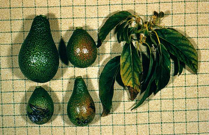 Zinc (Z) deficiency MacArthur fruit and leaves Worthington, Santa Rosa Valley