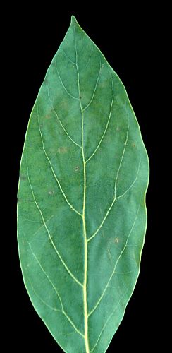 Zinc (Zn) injury Hass upper leaf surface Thille, Santa Paula