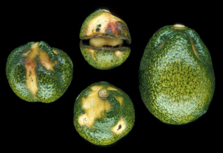 Sunblotch Fruit Symptoms