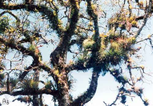 Epiphytes on Avocado