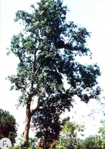 Persea americana var. guatemalensis