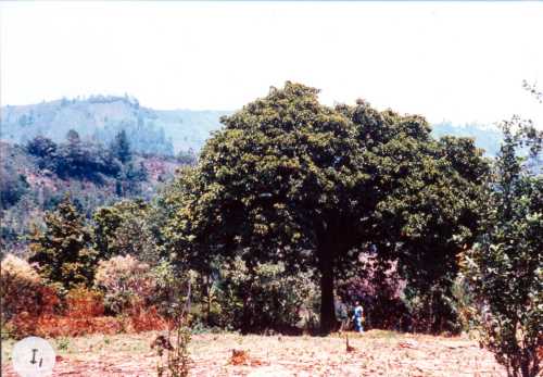 Persea schiediana