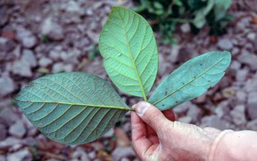 A comparison between leaves of P. steyermarkii and P. nubigena