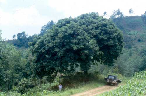 Persea schiedeana (chinini)
