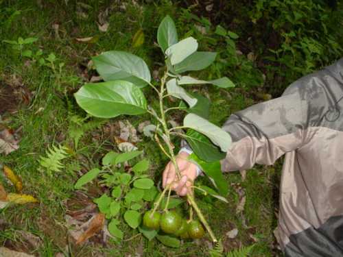 Persea americana var. guatemalensis x Persea steyermarkii hybrid