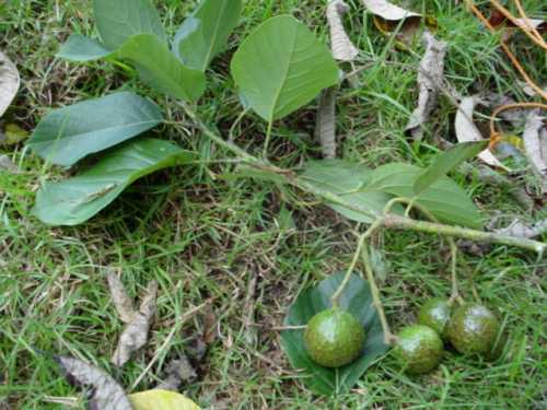 Persea americana var. guatemalensis x Persea steyermarkii hybrid