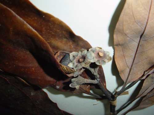 Persea species