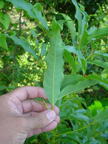 Pesea parvifolia